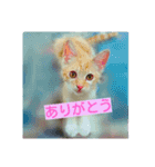 my home Cats.（個別スタンプ：8）