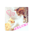 my home Cats.（個別スタンプ：11）