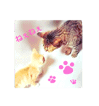 my home Cats.（個別スタンプ：12）