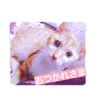 my home Cats.（個別スタンプ：13）