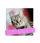 my home Cats.（個別スタンプ：15）