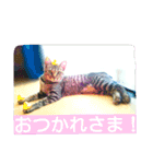 my home Cats.（個別スタンプ：16）
