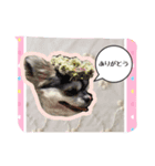 だいちゃんとしょうたのゆかいなスタンプ（個別スタンプ：1）
