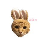 ブチャ夫婦と3兄弟（個別スタンプ：1）