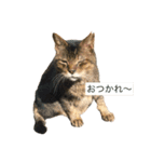 ブチャ夫婦と3兄弟（個別スタンプ：4）