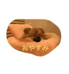 ポメくるみ（個別スタンプ：2）