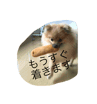 ポメくるみ（個別スタンプ：3）