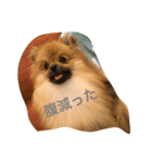 ポメくるみ（個別スタンプ：4）