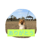 ポメくるみ（個別スタンプ：5）