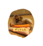 ポメくるみ（個別スタンプ：6）