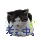 Nyatamp！（個別スタンプ：14）