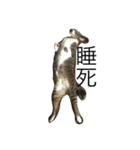 Proud of the cat's daily life（個別スタンプ：1）