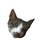 Proud of the cat's daily life（個別スタンプ：2）