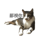 Proud of the cat's daily life（個別スタンプ：3）