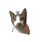 Proud of the cat's daily life（個別スタンプ：5）