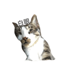 Proud of the cat's daily life（個別スタンプ：6）
