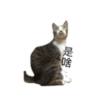 Proud of the cat's daily life（個別スタンプ：8）