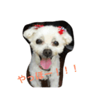 Chooochyan0806（個別スタンプ：2）