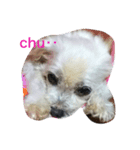 Chooochyan0806（個別スタンプ：8）