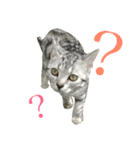 アメショ猫のにゃろちゃんスタンプ 2（個別スタンプ：1）