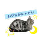 アメショ猫のにゃろちゃんスタンプ 2（個別スタンプ：4）