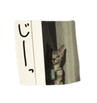アメショ猫のにゃろちゃんスタンプ 2（個別スタンプ：5）