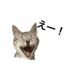 アメショ猫のにゃろちゃんスタンプ 2（個別スタンプ：7）