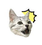 アメショ猫のにゃろちゃんスタンプ 2（個別スタンプ：8）