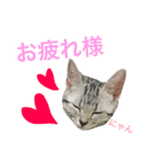 アメショ猫のにゃろちゃんスタンプ 2（個別スタンプ：9）