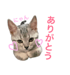 アメショ猫のにゃろちゃんスタンプ 2（個別スタンプ：12）
