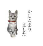 アメショ猫のにゃろちゃんスタンプ 2（個別スタンプ：13）