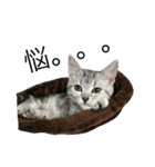 アメショ猫のにゃろちゃんスタンプ 2（個別スタンプ：15）