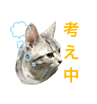 アメショ猫のにゃろちゃんスタンプ 2（個別スタンプ：16）
