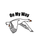 Cool Goose（個別スタンプ：4）