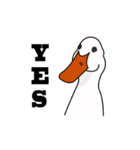 Cool Goose（個別スタンプ：5）