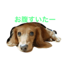 癒されスタンプ（個別スタンプ：4）