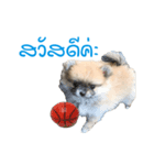 DogBella（個別スタンプ：1）