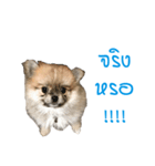 DogBella（個別スタンプ：2）
