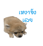 DogBella（個別スタンプ：3）