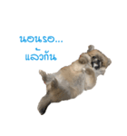 DogBella（個別スタンプ：6）