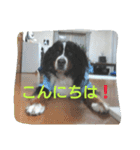 バーニーズマウンテンドッグ ぼぶ 2（個別スタンプ：8）