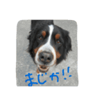バーニーズマウンテンドッグ ぼぶ 2（個別スタンプ：12）