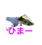 HARU＆SORA（個別スタンプ：5）
