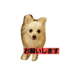 momochan0905（個別スタンプ：5）