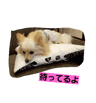 momochan0905（個別スタンプ：17）