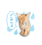 まんまるねこラプソディ（個別スタンプ：2）