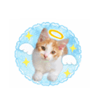 まんまるねこラプソディ（個別スタンプ：3）