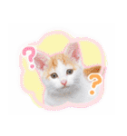 まんまるねこラプソディ（個別スタンプ：4）