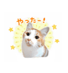 まんまるねこラプソディ（個別スタンプ：5）