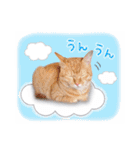 まんまるねこラプソディ（個別スタンプ：6）